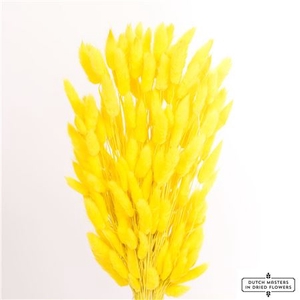 Dried Lagurus Bl Yellow Bunch