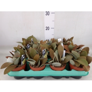 Kalanchoe NF orygalis
