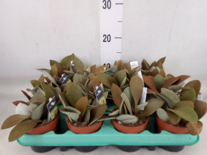 <h4>Kalanchoe NF orygalis</h4>