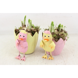 arr4 Narcis JS - Zink ei met kip 236/6