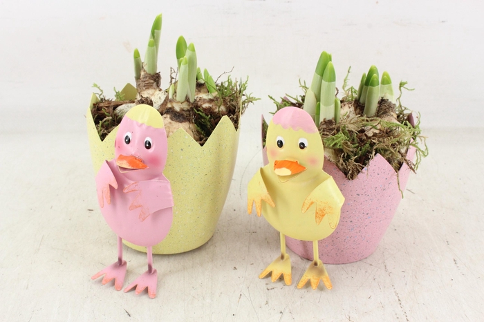 <h4>arr4 Narcis JS - Zink ei met kip 236/6</h4>