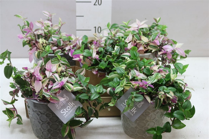 <h4>Tradescantia Fl Quadricolor In Gaia Keramiek</h4>