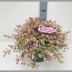 ABEL GRANDIFLORA