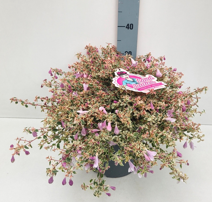 <h4>ABEL GRANDIFLORA</h4>