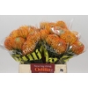 Nutans Ayoba Peach