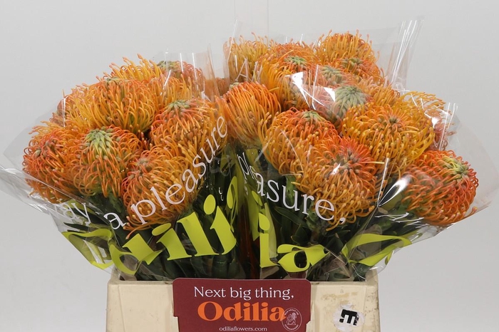 Nutans Ayoba Peach