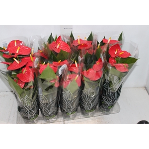 ANTHURIUM ESUDO P12