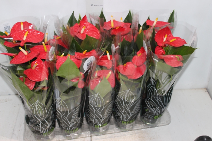 <h4>ANTHURIUM ESUDO P12</h4>