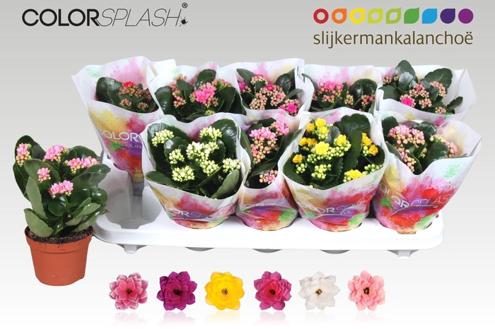 <h4>KAL GE GEM 6 KL</h4>