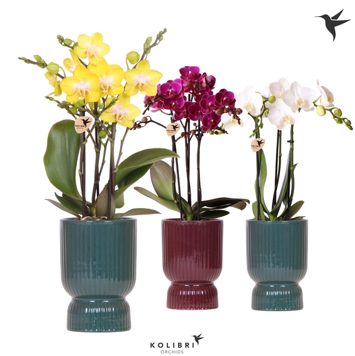 <h4>Kolibri Orchids Phalaenopsis mix 3 spike in Diabolo pot green mix</h4>