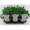 Salvia Officinalis L'Aroma Salie, NL-etiket met tip