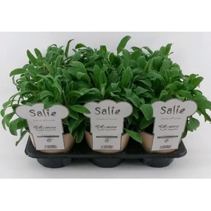 Salvia Officinalis L'Aroma Salie, NL-etiket met tip