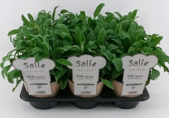 <h4>Salvia Officinalis L'Aroma Salie, NL-etiket met tip</h4>