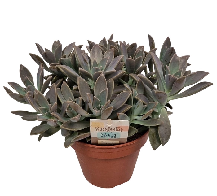 <h4>Graptopetalum Paraguayense</h4>