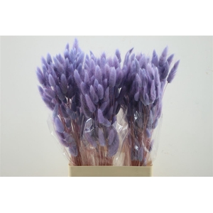 Lagurus Lavender 50 Gram