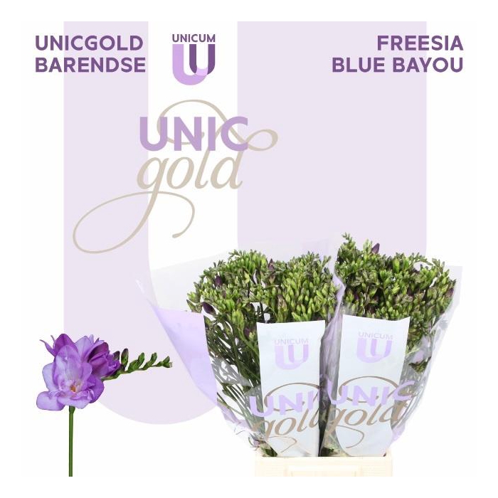 <h4>Fr Du Blue Bayou</h4>