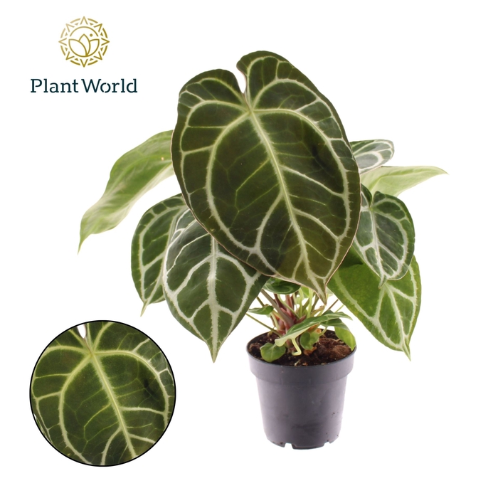 <h4>Anthurium blad</h4>