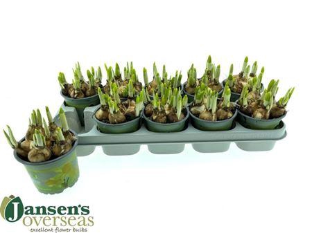 <h4>Narc O Tete A Tete</h4>