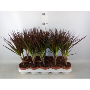 Dracaena marg. 'Magenta'