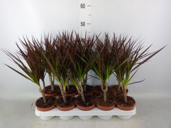 <h4>Dracaena marg. 'Magenta'</h4>