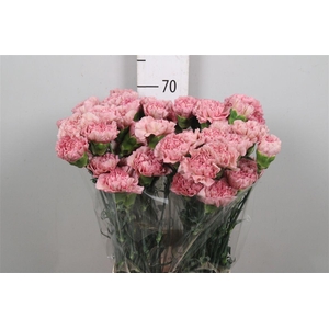 Di St Lege Pink