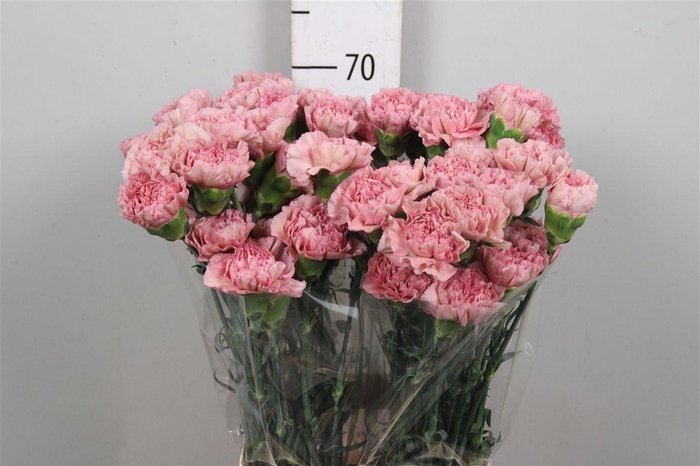 <h4>Di St Lege Pink</h4>