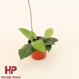 Hoya Crassipetiolata P9