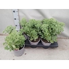 Sedum Telephium
