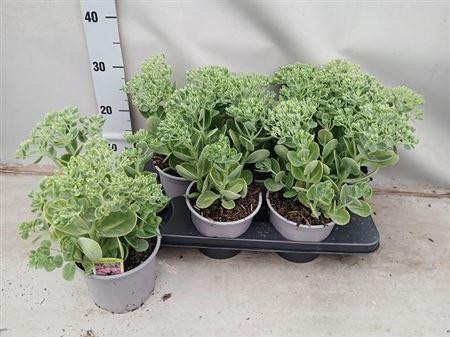 Sedum Telephium