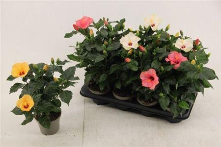 Hibis Sunny Gem 5 Branches