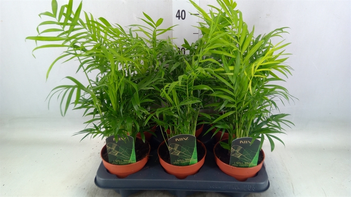 <h4>Chamaedorea elegans</h4>