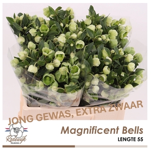 HELL  MAGNIFIC BELLS