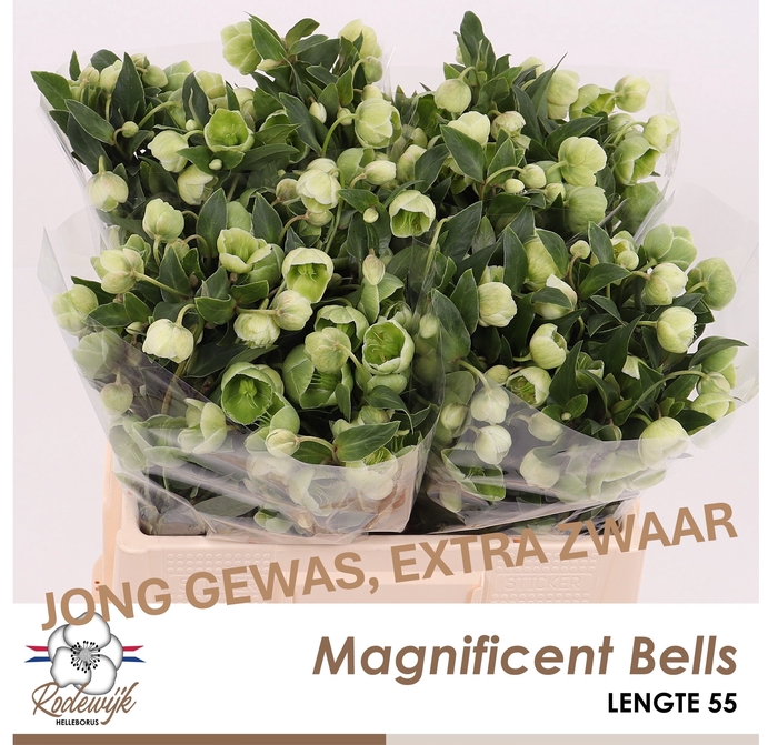 <h4>HELL  MAGNIFIC BELLS</h4>