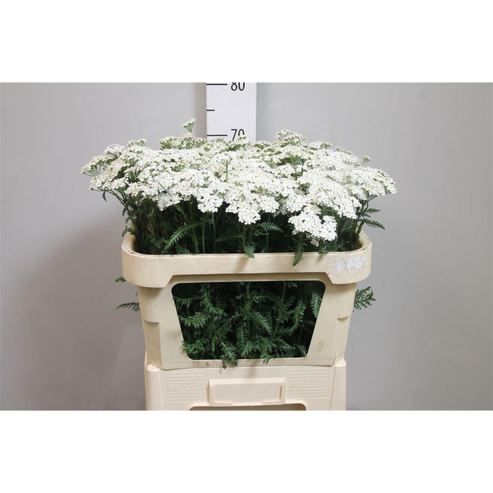 <h4>Achil M White Beauty</h4>