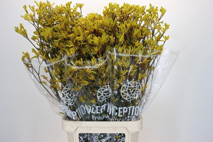 <h4>Anigozanthos Skippy Morning Sun</h4>