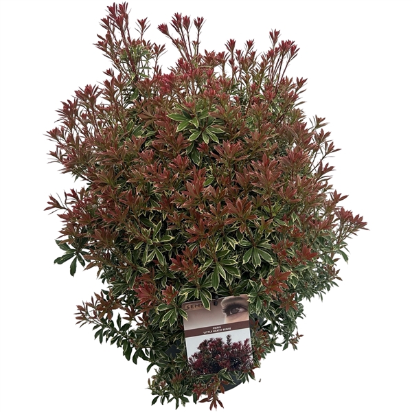 <h4>Pieris jap. 'Little Heath' sense</h4>