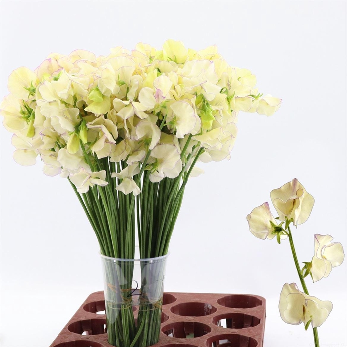 <h4>Lathyrus Misty Porcelein</h4>
