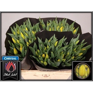 Tulipa si strong gold