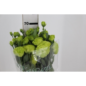 LISIANTHUS ROSANE II GREEN 070 CM