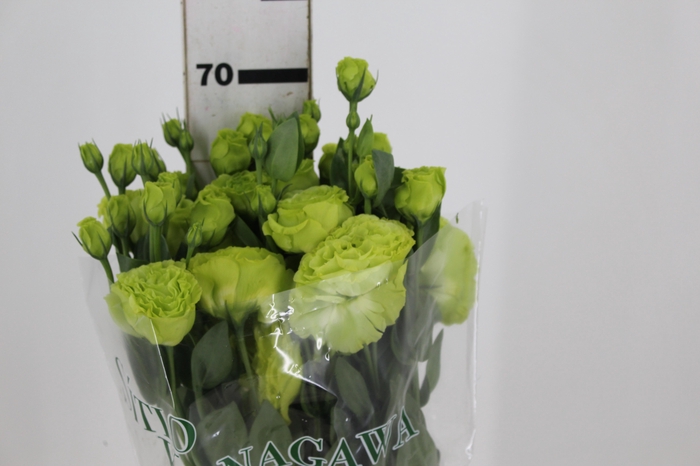 <h4>LISIANTHUS ROSANE II GREEN 070 CM</h4>