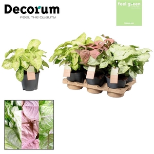 Syngonium Mix Feel Green