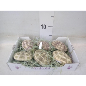 Tillandsia usneoides