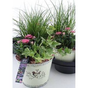 ARR TUINPLANTEN