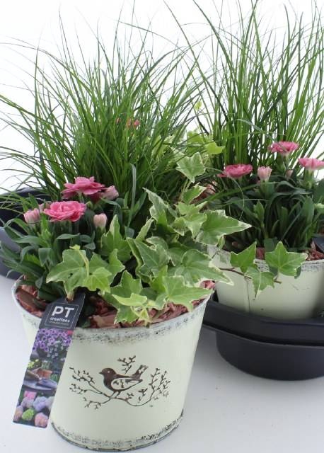 <h4>ARR TUINPLANTEN</h4>