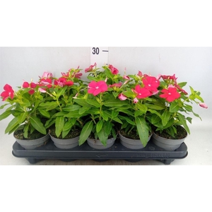 Catharanthus roseus Titan-Ium Reall