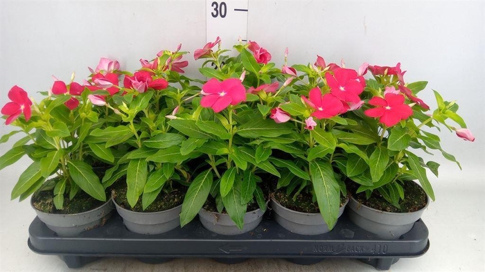 <h4>Catharanthus roseus Titan-Ium Reall</h4>