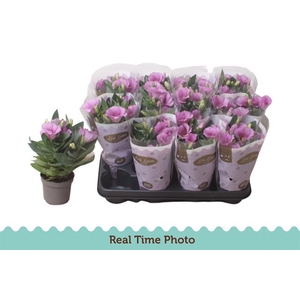 EUST CARMEN LILAC