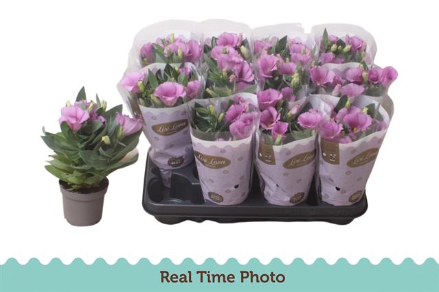 EUST CARMEN LILAC