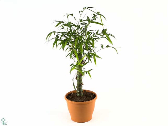 Bambusa ventricosa