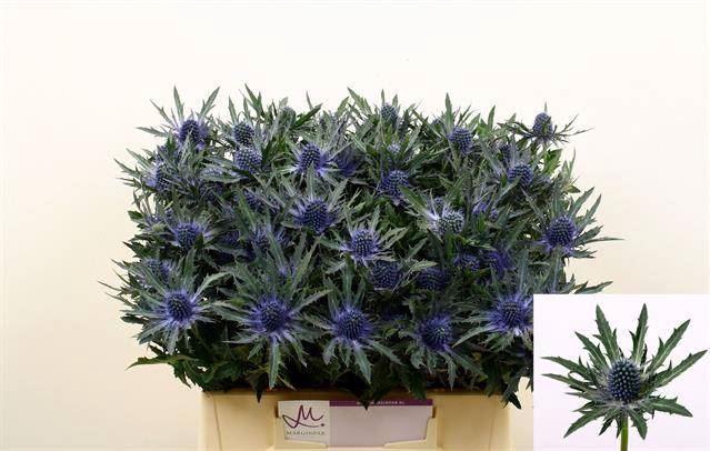 <h4>ERYNGIUM ORION QUESTAR</h4>